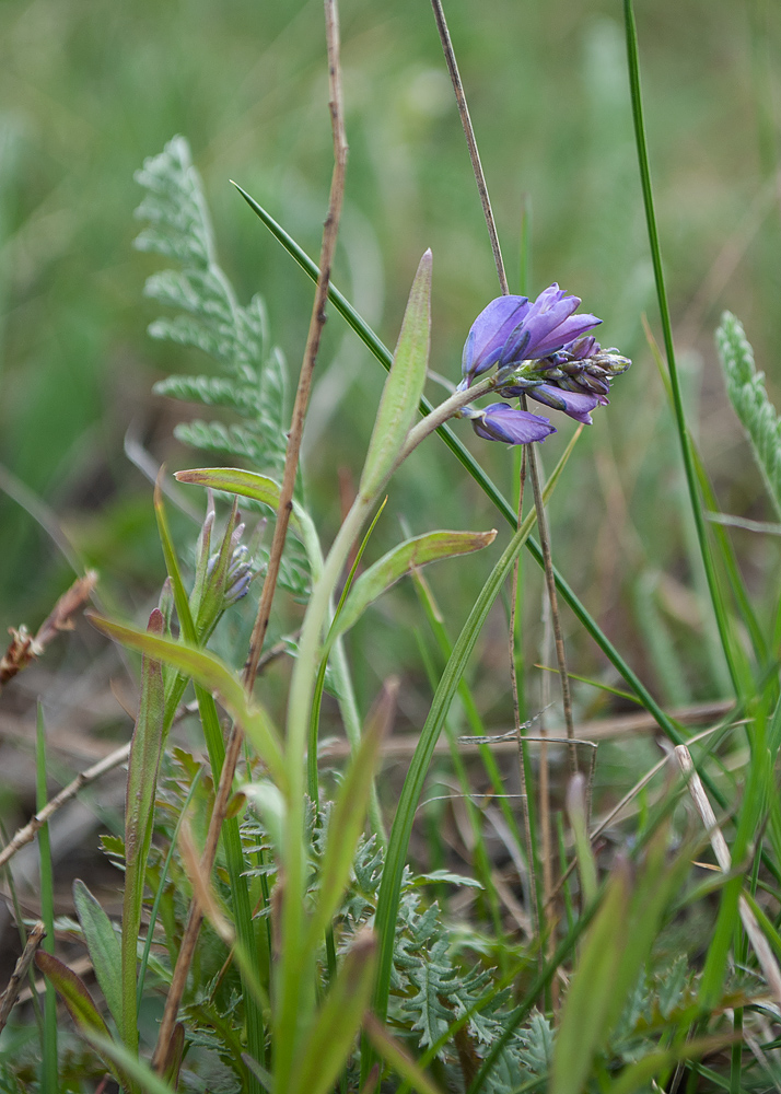 Image of Polygala hybrida specimen.