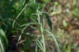 genus Achillea
