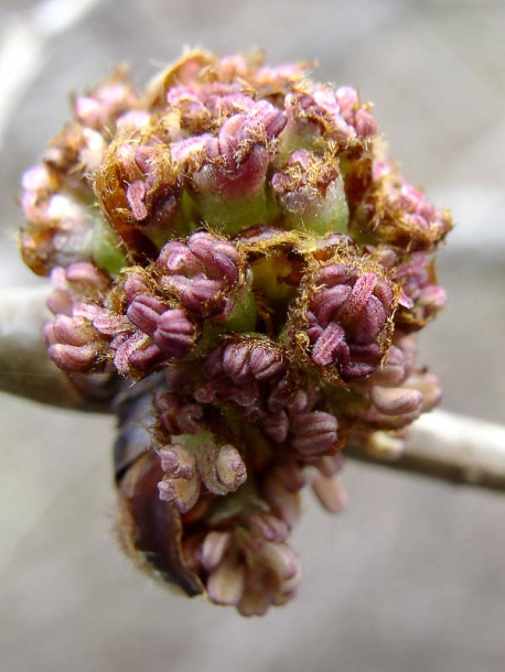 Image of Ulmus laciniata specimen.