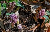 Lathraea squamaria
