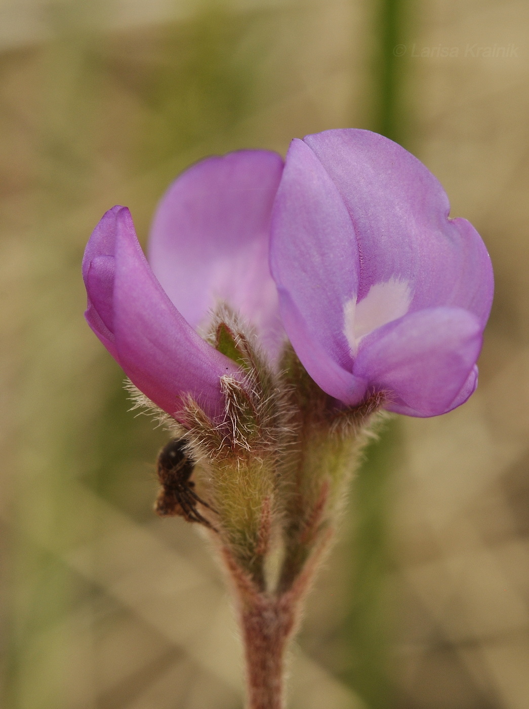 Image of Gueldenstaedtia verna specimen.