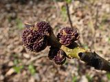 Fraxinus mandshurica