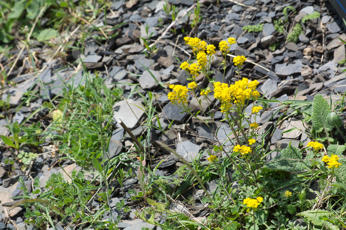 Image of familia Brassicaceae specimen.