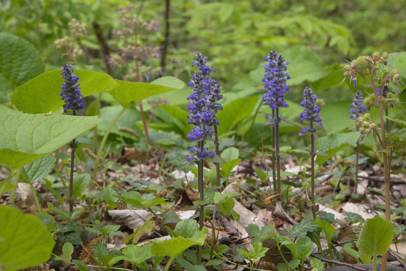 Изображение особи Ajuga reptans.