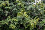 Thuja occidentalis. Верхушки ветвей с незрелыми шишками. Калининградская обл., г. Калининград, в культуре. 28.06.2025.