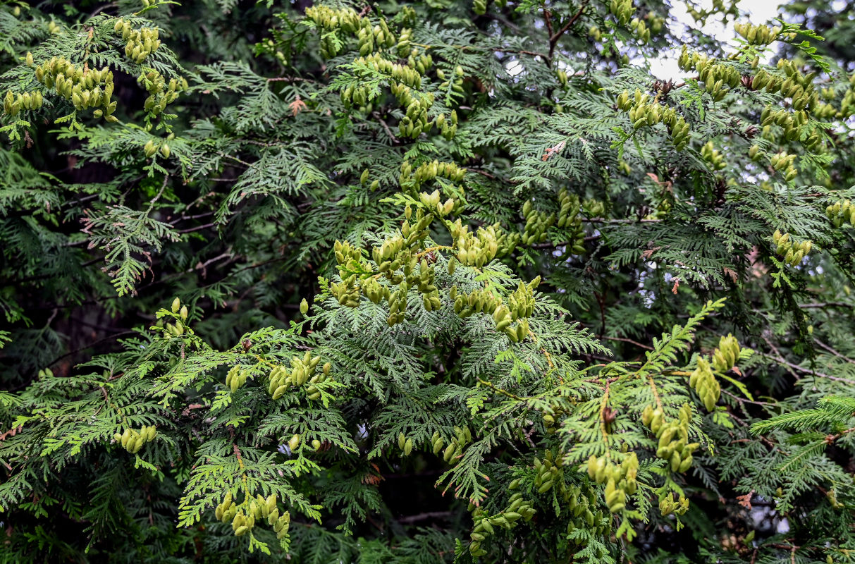 Image of Thuja occidentalis specimen.