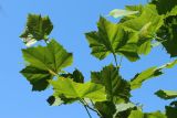 Platanus occidentalis