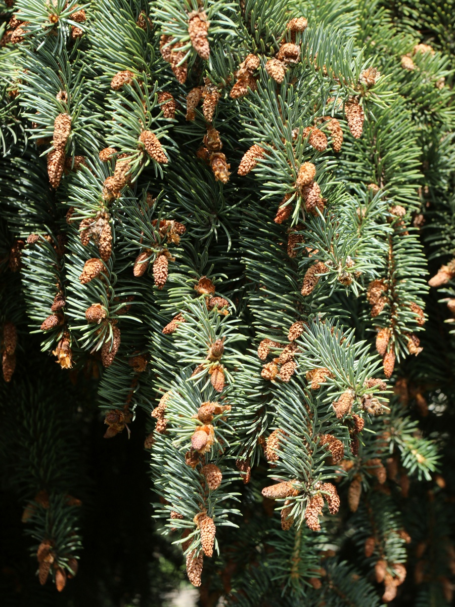 Image of Picea pungens f. glauca specimen.