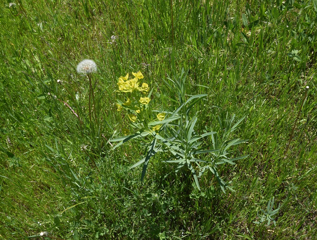 Image of genus Euphorbia specimen.