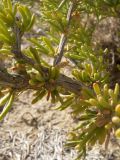 Salsola arbusculiformis