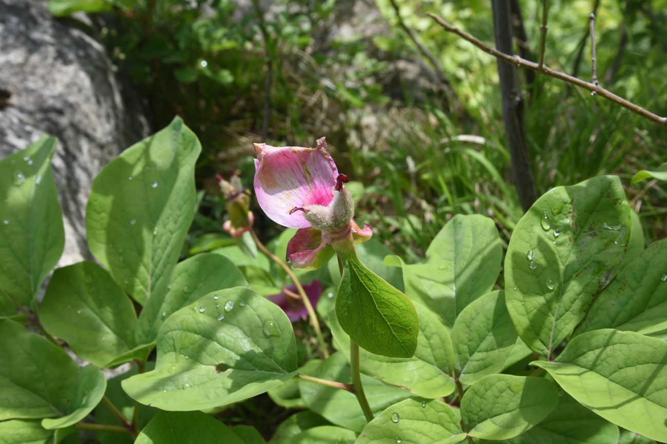 Изображение особи Paeonia caucasica.