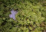 Hylocomium splendens
