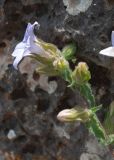 Campanula hagielia