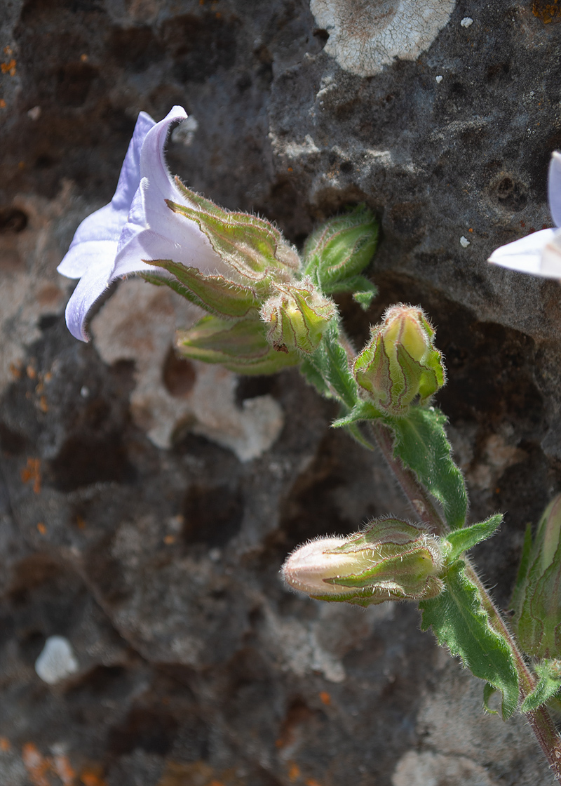 Image of Campanula hagielia specimen.