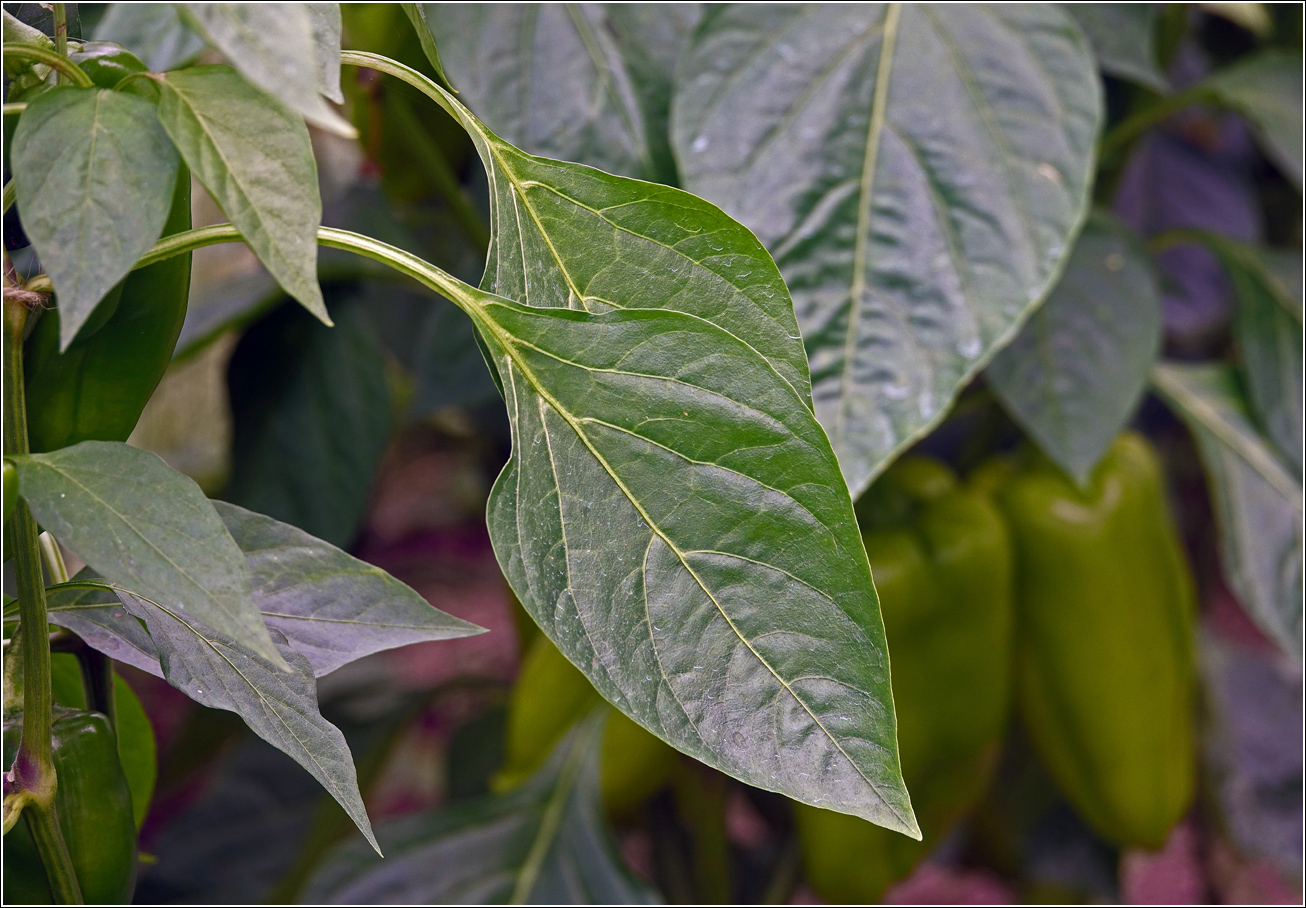 Изображение особи Capsicum annuum.