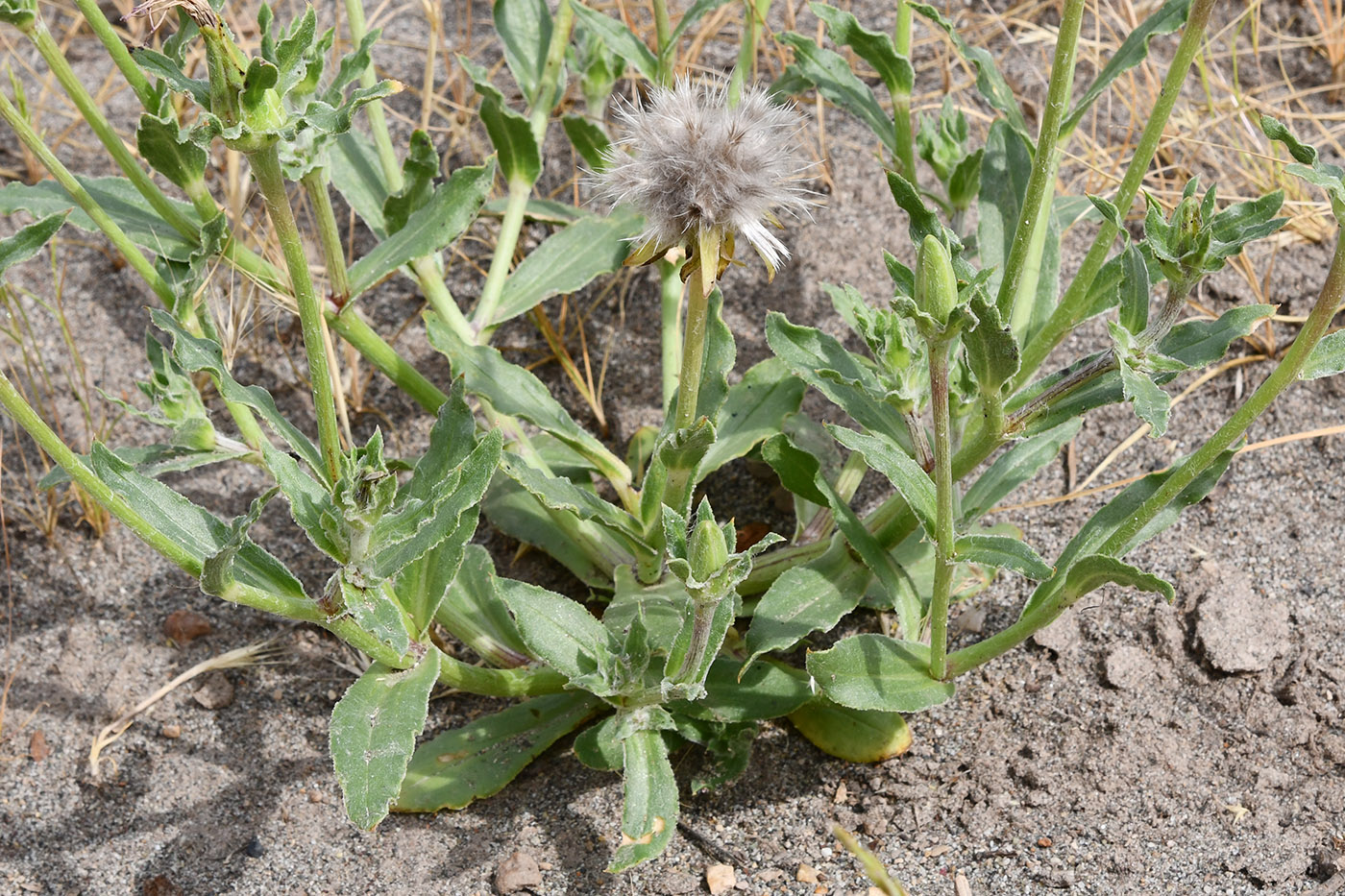 Изображение особи Epilasia mirabilis.