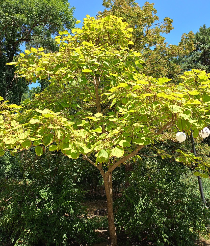 Изображение особи Catalpa bignonioides.