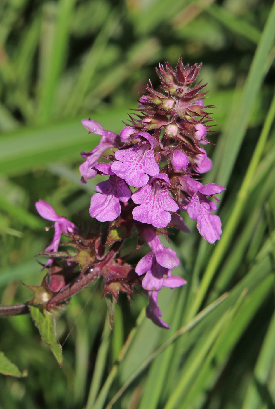 Изображение особи Stachys palustris.