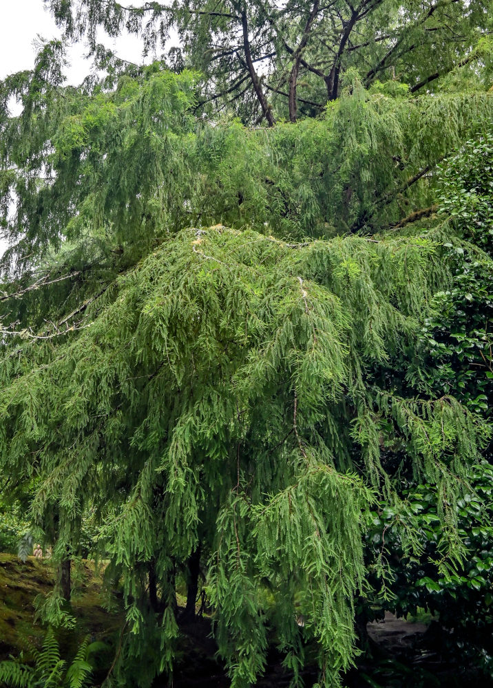 Image of Taxodium distichum specimen.