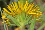 Inula hirta