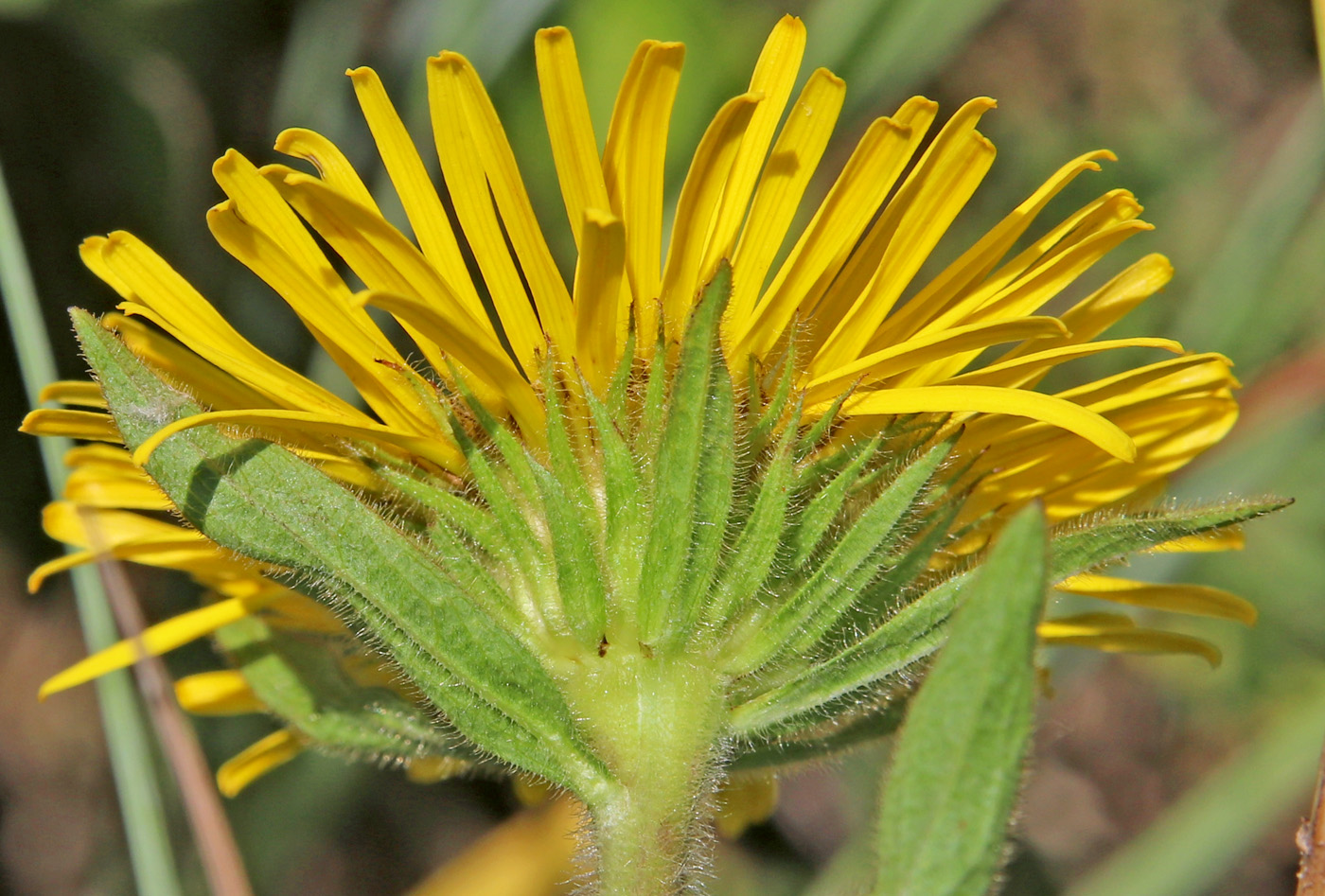 Image of Inula hirta specimen.