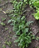 Image of taxon representative. Author is Григорий Токарев