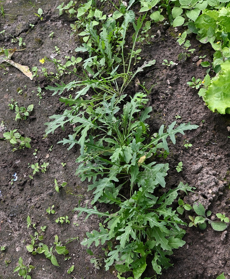 Image of familia Brassicaceae specimen.