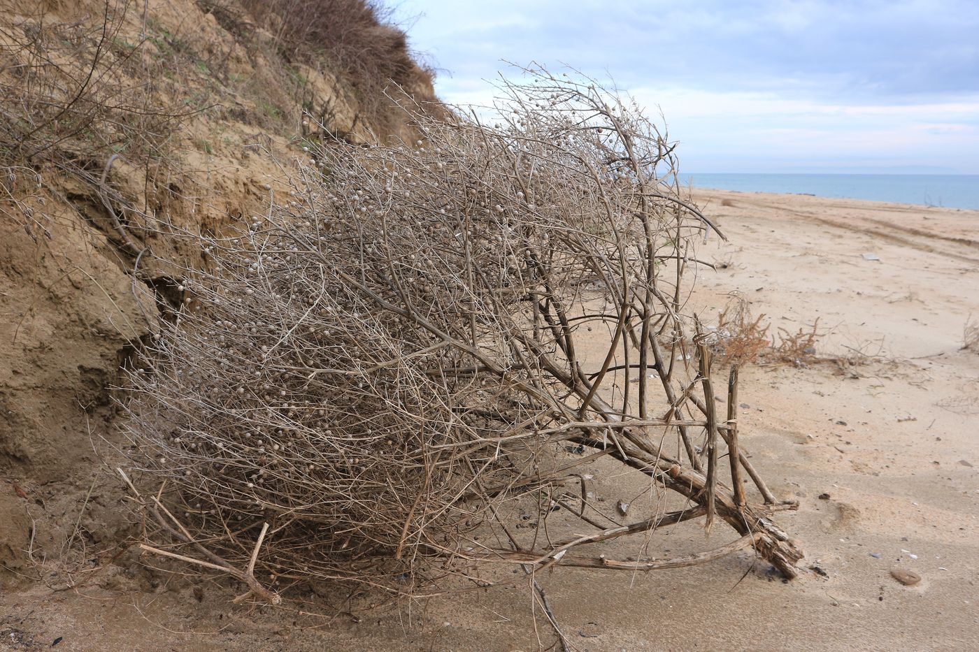 Image of genus Crambe specimen.