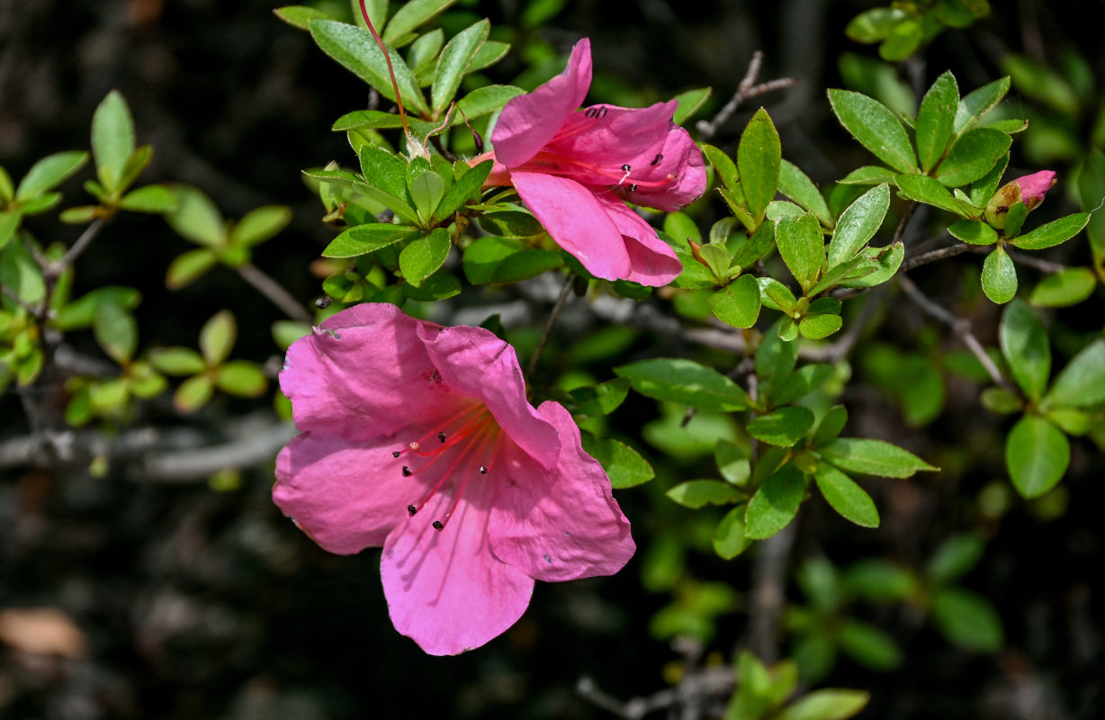 Изображение особи Rhododendron simsii.