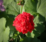 Pelargonium hortorum. Соцветие. Абхазия, Гагрский р-н, с. Лдзаа, частный сад. 10.06.2025.