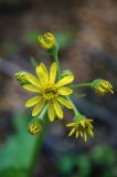 genus Senecio. Верхушка цветущего растения. Приморский край, Партизанский р-н, мыс Лисученко, травянистый склон сопки на морском побережье. 24.05.2014.
