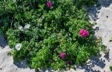Rosa rugosa. Побеги цветущих растений (нормальная и белоцветковая формы). Калининградская обл., Зеленоградский р-н, окр. пос. Куликово, песчаный пляж. 01.07.2025.