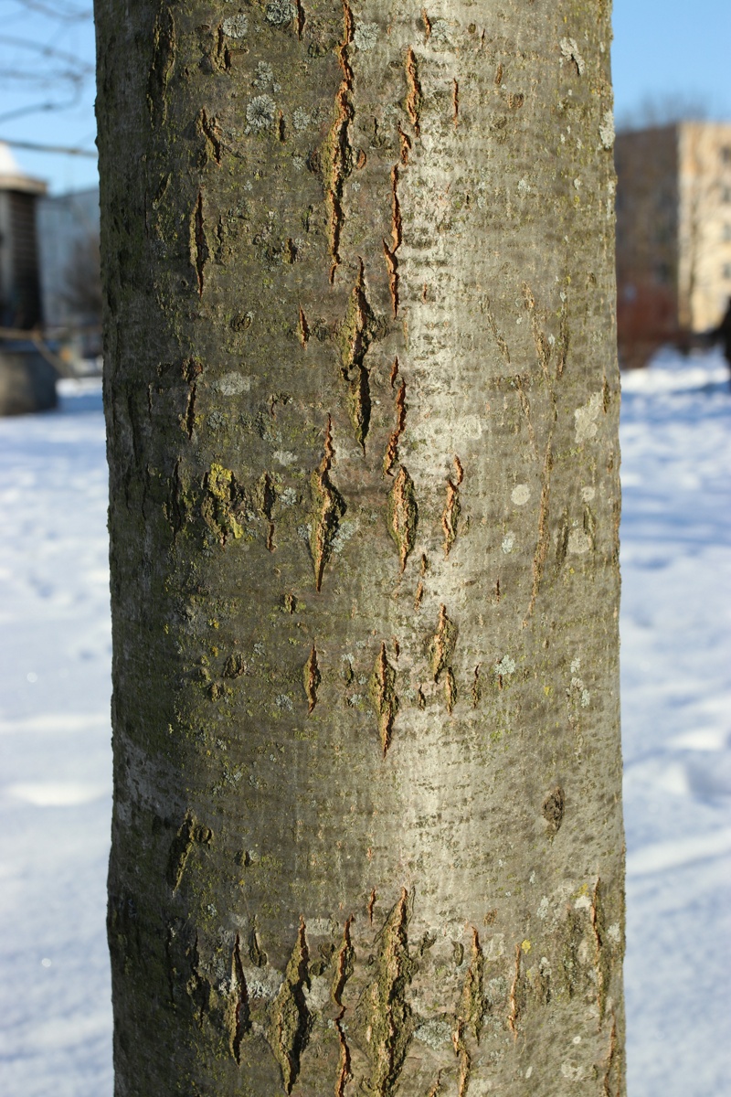 Изображение особи Quercus rubra.