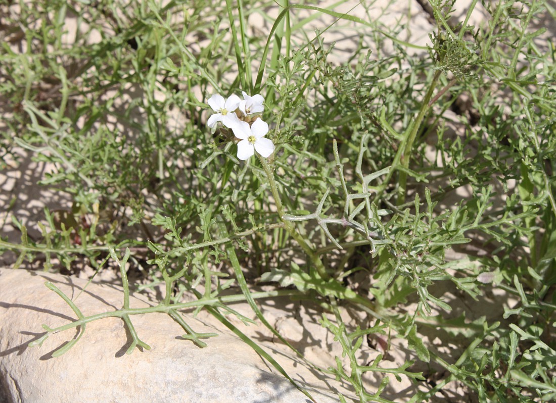 Image of Erucaria microcarpa specimen.