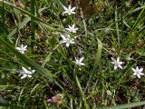 Ornithogalum woronowii. Цветущие растения в сообществе с Poaceae. Крым, окр. г. Судак, северный склон горы Перчем, обочина грунтовой дороги. 23.04.2025.