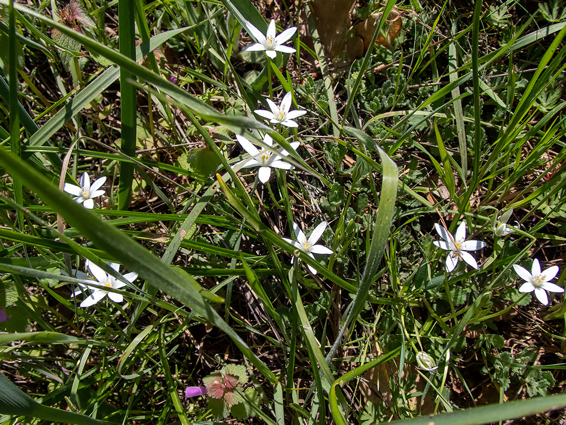 Image of Ornithogalum woronowii specimen.