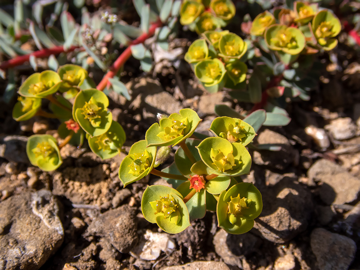 Image of Euphorbia petrophila specimen.
