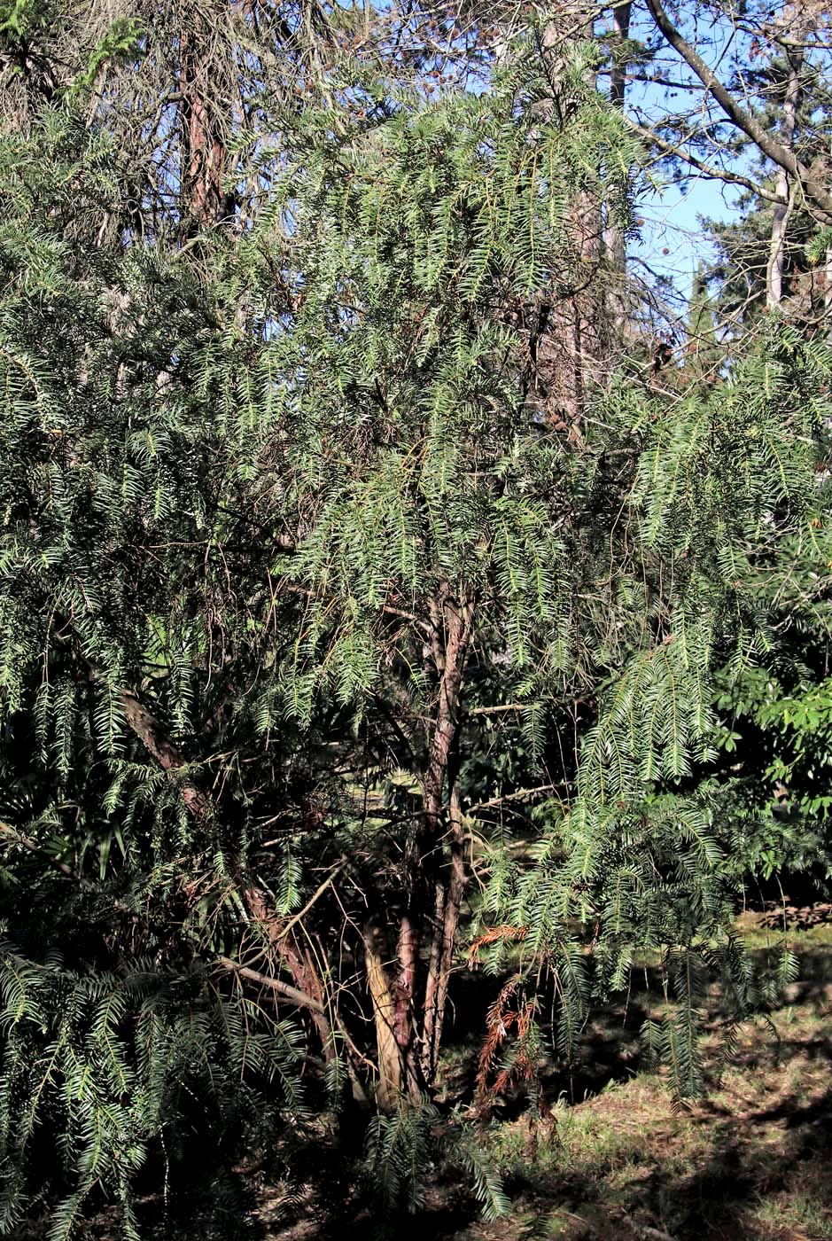 Image of Cephalotaxus harringtonia specimen.