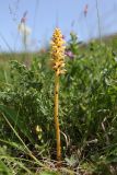 Orobanche alsatica