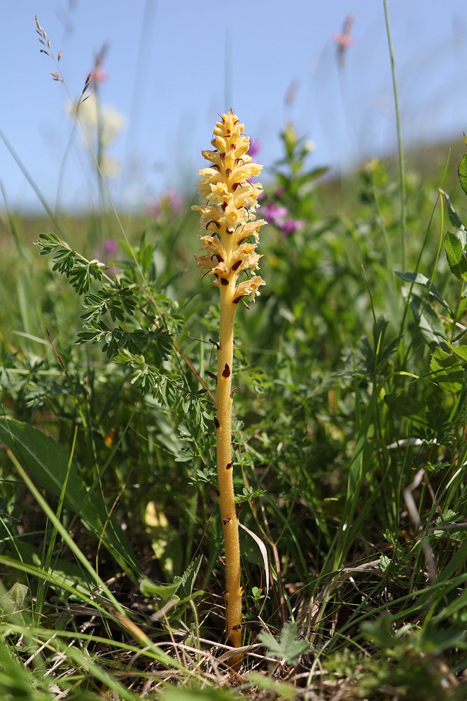 Изображение особи Orobanche alsatica.
