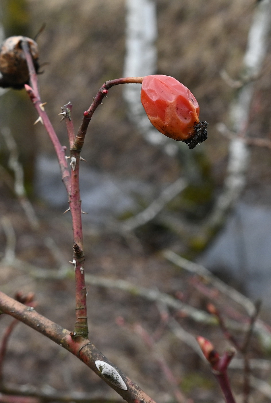 Image of genus Rosa specimen.