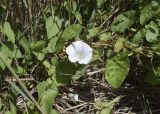 Calystegia sepium. Побеги и цветок. Испания, Каталония, пров. Жирона, комарка Баш Эмпорда, муниципалитет Пальс, кромка залежи на рисовом чеке. 23.04.2026.