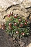 Armeria juniperifolia. Растение с развивающимися соцветиями. Белгородская обл., пос. Ракитное, ул. Сосновая, 2, в культуре. 4 мая 2026 г.