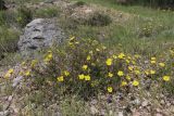 Fumanopsis laevis. Цветущие растения. Южный берег Крыма, окр. пос. Симеиз. 23.05.2026.