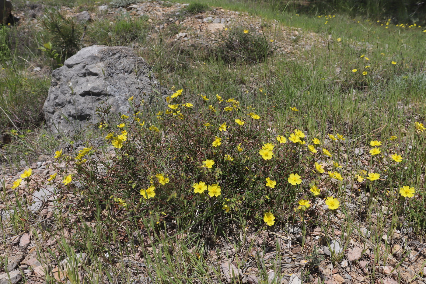Image of Fumanopsis laevis specimen.