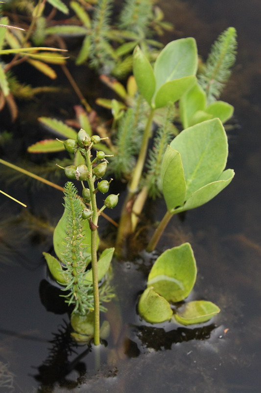 Image of Menyanthes trifoliata specimen.