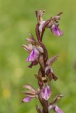 Anacamptis collina подвид fedtschenkoi. Верхушка соцветия. Дагестан, Дербентский р-н, природный парк \"Джалган\", гора Ачигсырт, выс. ок. 350 м н.у.м., травянистый склон. 30.04.2026.
