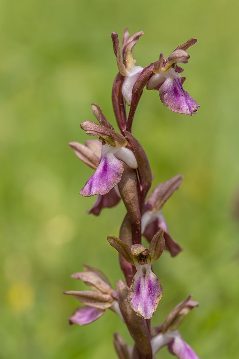Image of Anacamptis collina ssp. fedtschenkoi specimen.