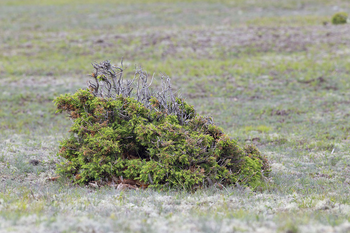 Image of Juniperus rigida ssp. litoralis specimen.