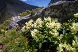 Rhododendron aureum. Цветущее растение среди Pinus pumila. Хабаровский край, р-н имени Лазо, массив горы Ко, гора Столовая, выс. ≈ 1800 м н.у.м., каменистый гребень. 22.06.2026.